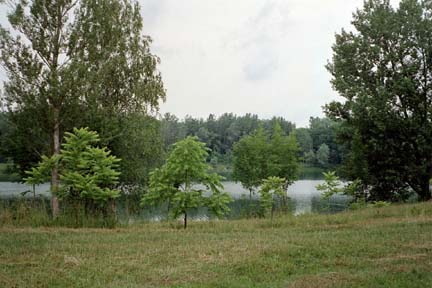 Brandstätter See (Donaualtarm)
